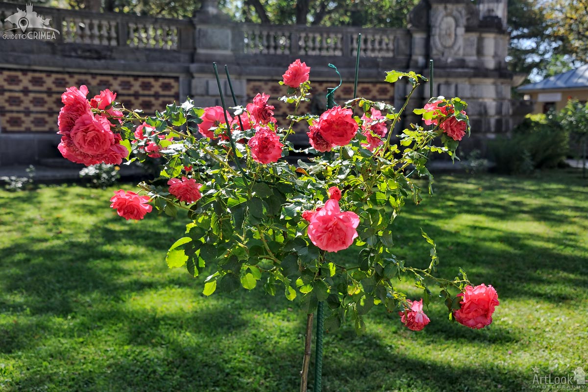 Rose Tree With Pink Roses in Massandra Garden