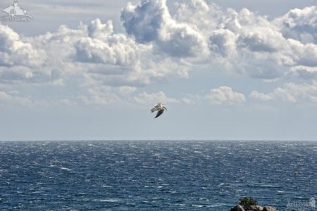 Seagull Flying in Cloudy Sky Over the Black Sea